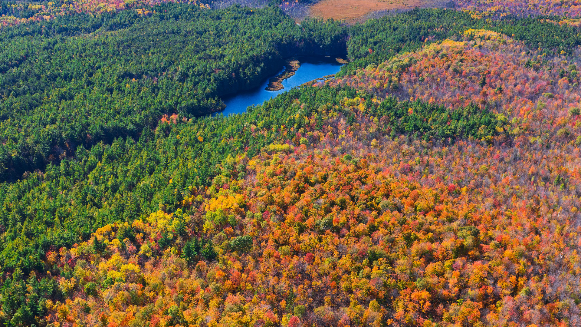 fall forest 1920 1080