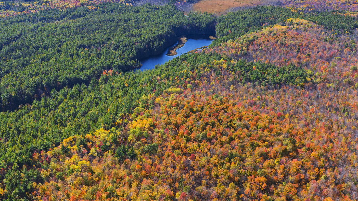 fall forest lake wide