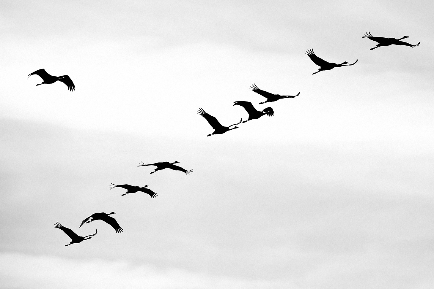 birds flying