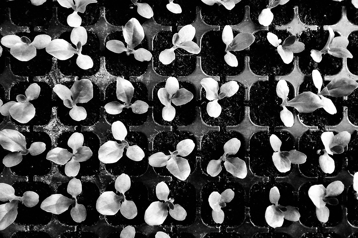 ris bw seedlings