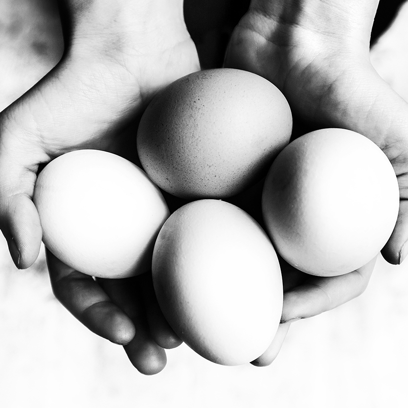 hand full of eggs